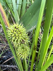 Sparganium americanum