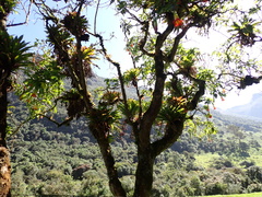 Tillandsia complanata