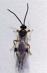 Microgastrinae