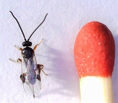 Microgastrinae