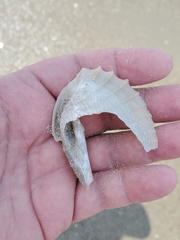 Cyrtopleura costata