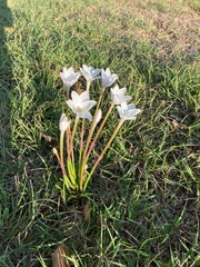 Zephyranthes