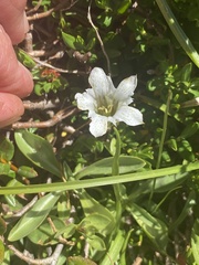 Gentiana newberryi