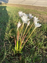 Zephyranthes