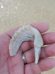 Cyrtopleura costata