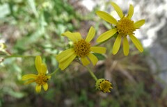Senecio eremophilus