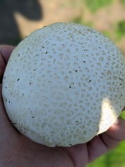 Calvatia cyathiformis