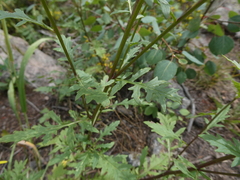 Senecio eremophilus