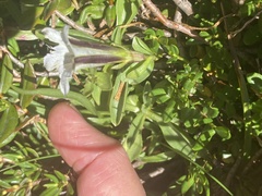 Gentiana newberryi