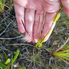 Angadenia berteroi