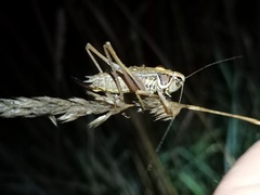 Roeseliana roeselii