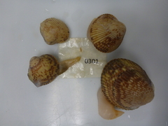 Clinocardium nuttallii