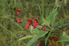 Phaseolus coccineus