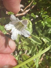 Gentiana newberryi