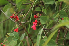 Phaseolus coccineus