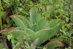 Echeveria gibbiflora