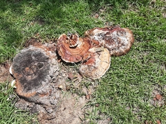 Ganoderma tsugae