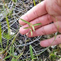 Croton linearis