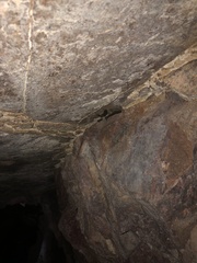 Parastrellus hesperus