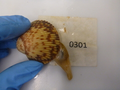 Clinocardium nuttallii