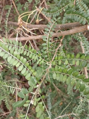 Sophora