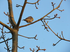 Setophaga coronata coronata
