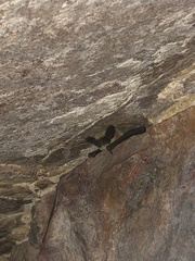 Parastrellus hesperus