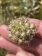 Allium validum
