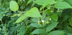 Solanum lyratum