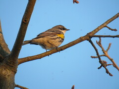 Setophaga coronata coronata