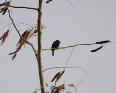 Icterus portoricensis