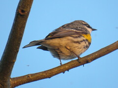 Setophaga coronata coronata