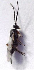 Microgastrinae