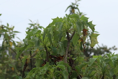 Pittocaulon praecox