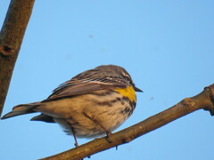 Setophaga coronata coronata