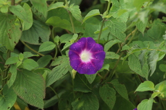 Ipomoea orizabensis orizabensis