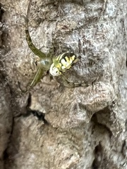 Mangora