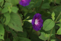 Ipomoea orizabensis orizabensis