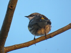 Setophaga coronata coronata