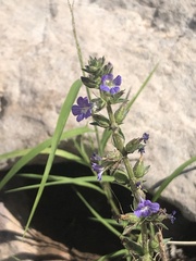 Stemodia durantifolia