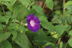 Ipomoea orizabensis orizabensis