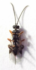 Microgastrinae
