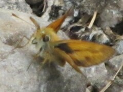 Ochlodes sylvanoides