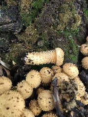 Pholiota squarrosa