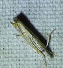 Parapediasia decorellus