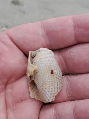 Cyrtopleura costata