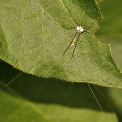 Maccaffertium modestum