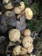 Pholiota squarrosa