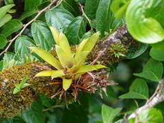Tillandsioideae