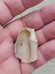 Cyrtopleura costata